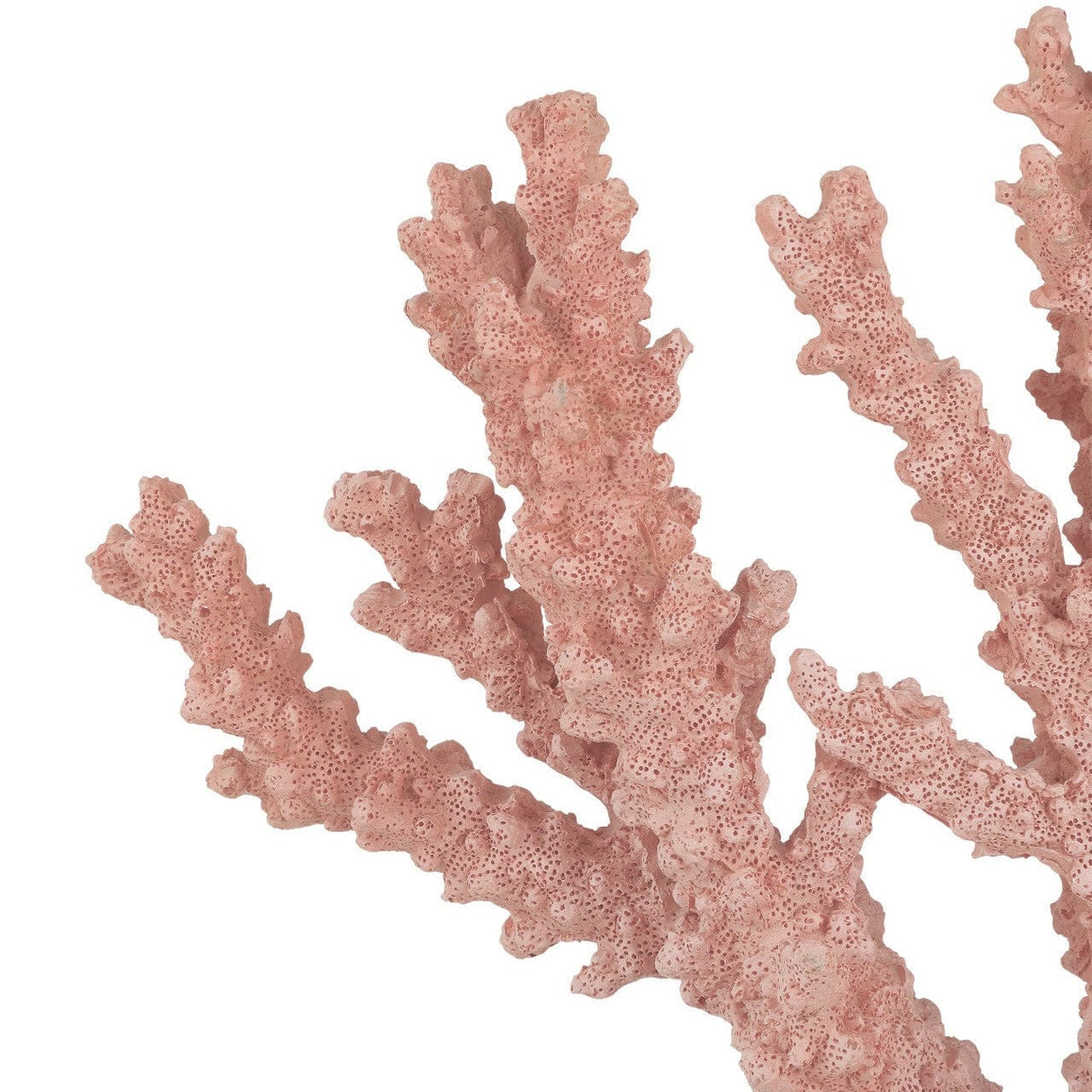 Fire Coral Sculptural Objects