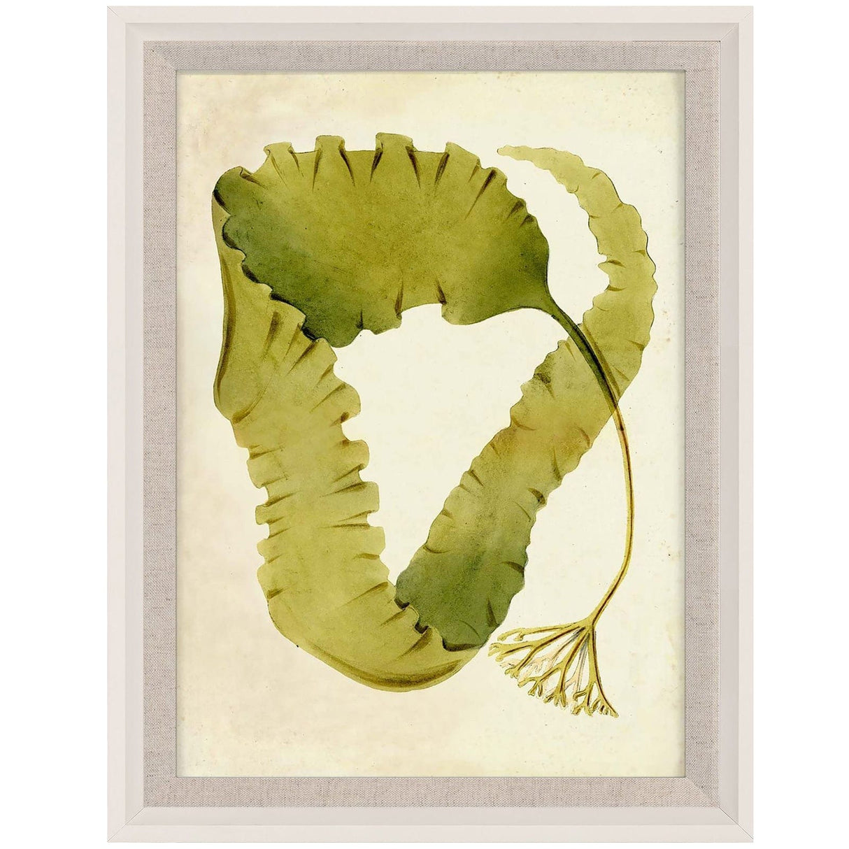 Natural Curiosities Harvey Seaweeds 10 & 12 Decor