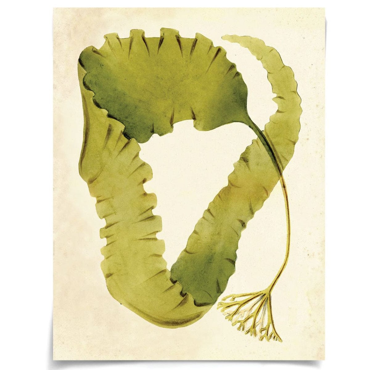 Natural Curiosities Harvey Seaweeds 10 & 12 Decor