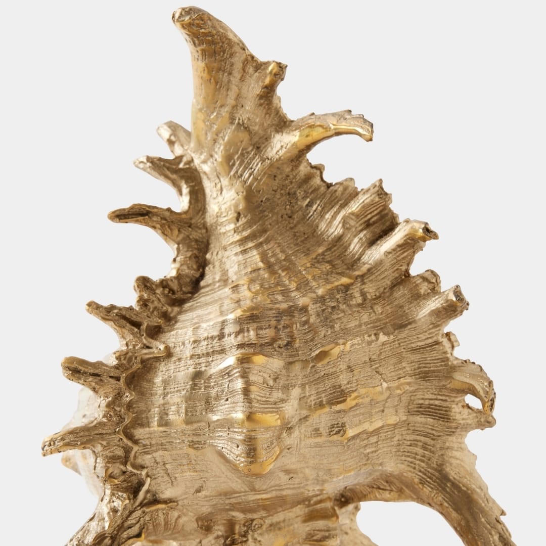 Spider Conch Shell Sculpture Sculptural Objects 883301