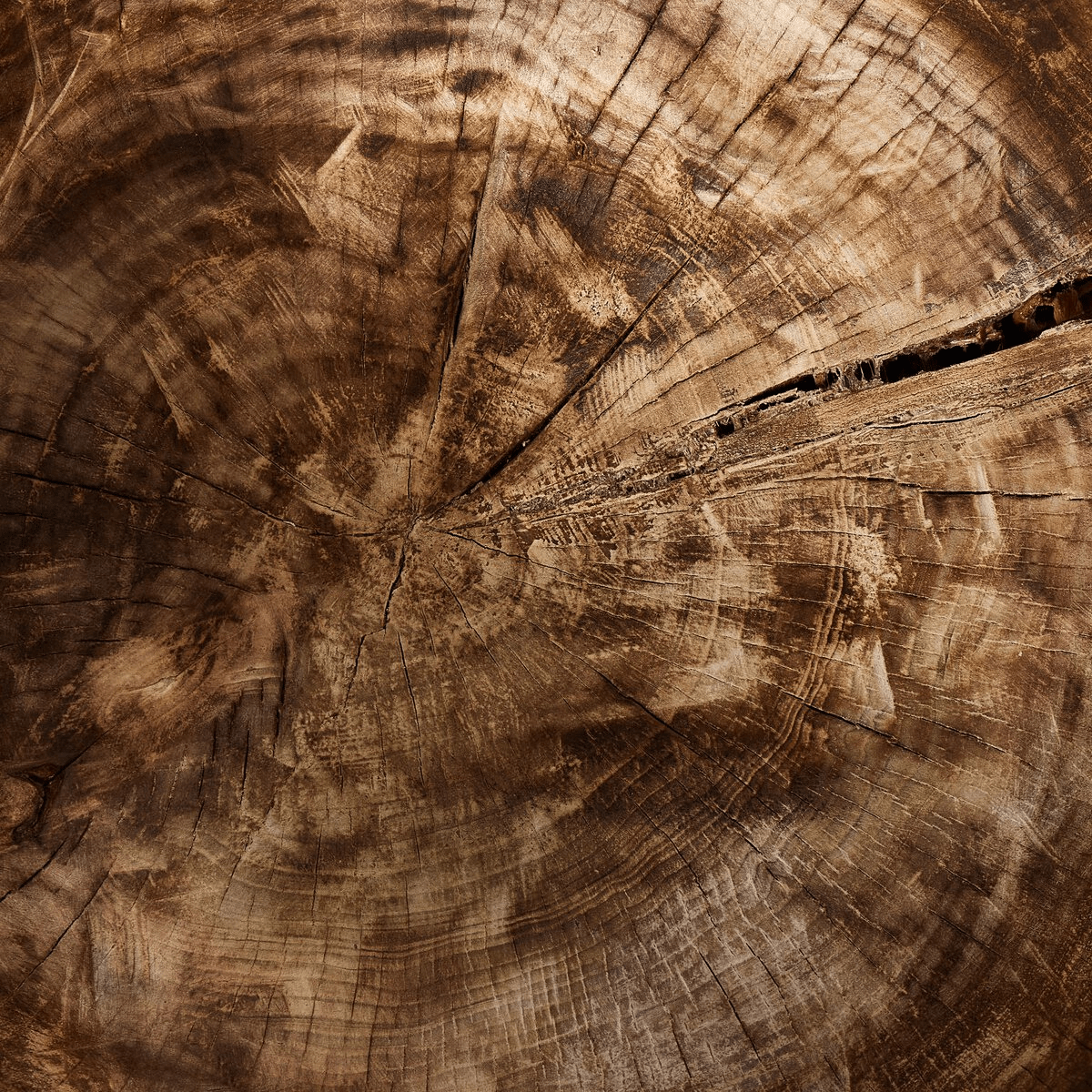 Tazia Bowl Decorative Object 243778-001 801542490317