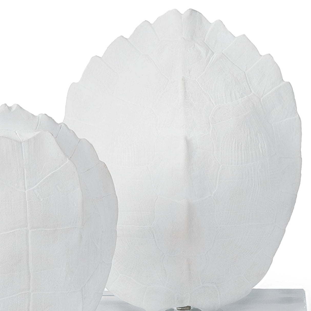 Turtle Shells On Crystal (Set of 2) Decorative Objects 20-1043 844717020438