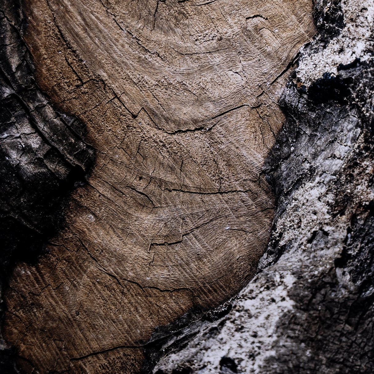 Four Hands Char VI Artwork four-hands-234452-002