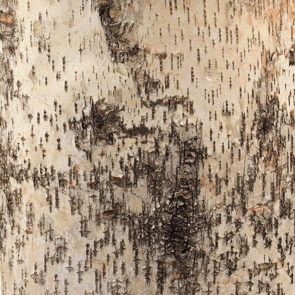 Jamie Young Co. Forester Table Lamp Lighting jamie-young-9FORRBIOV255