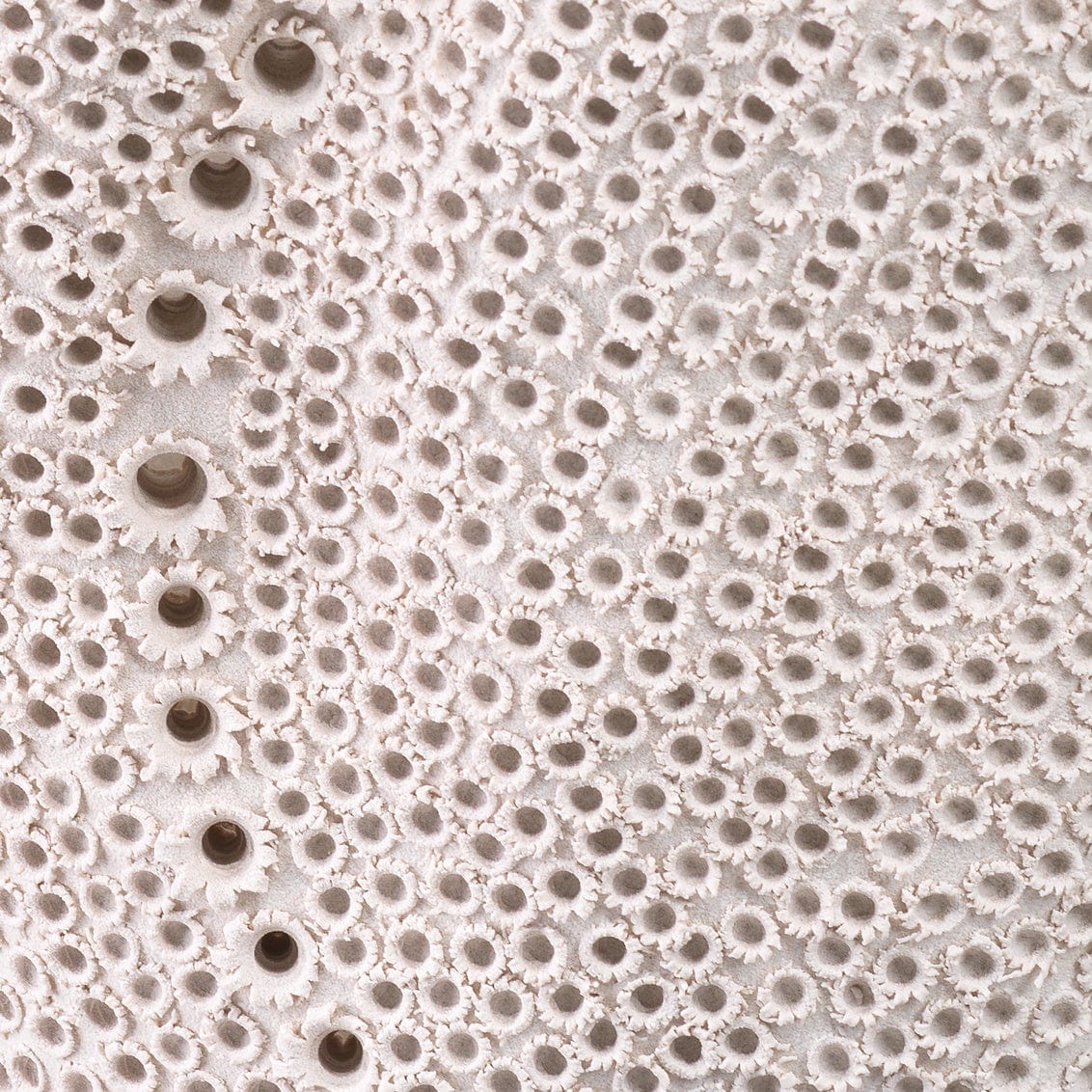 Jamie Young Co. January NEW Eclipse Vase Vases jamie-young-7ECLI-VAWH