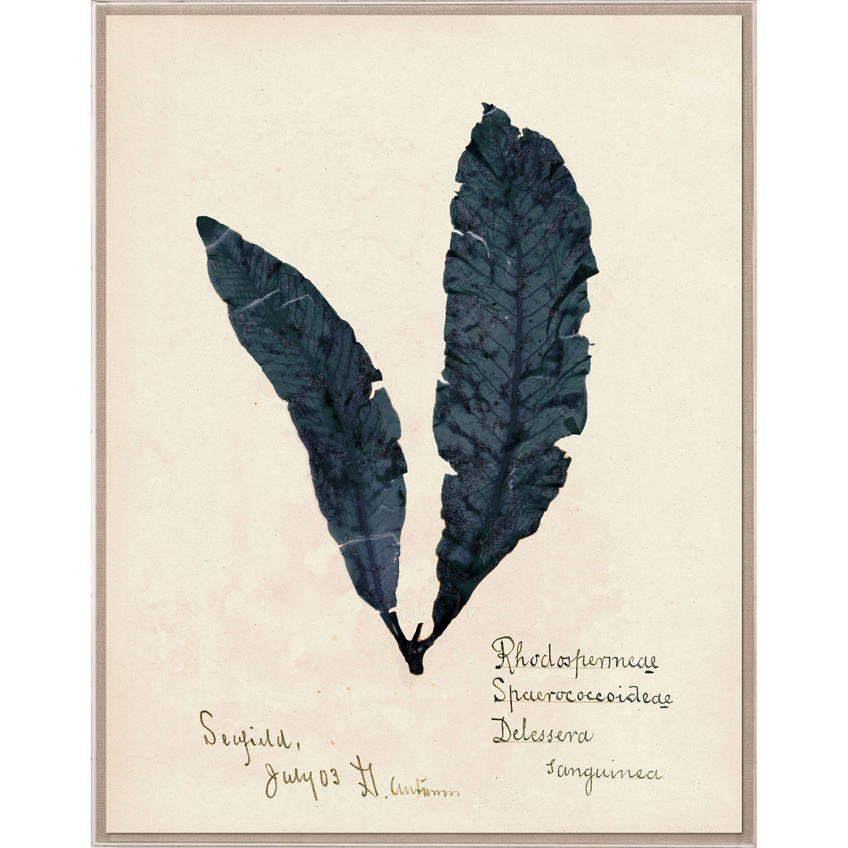 Natural Curiosities Capistrano Saudi Blue 2 Pillow & Decor Natural-Curiosities-Capistrano-Saudi-Blue-2-acrylic-box