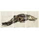 Natural Curiosities Hanriout Giraud Alligator Triptych 1 Decor Natural-Curiosities-GIRAUT_01-Unframed