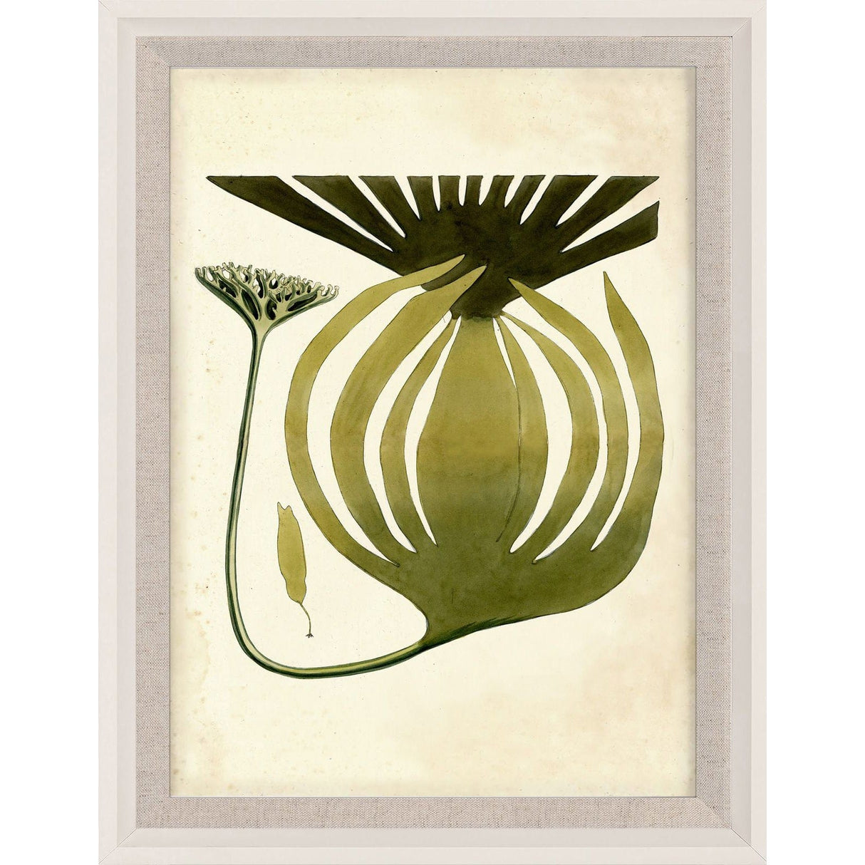 Natural Curiosities Harvey Seaweeds 10 Decor Natural-Curiosities-harvey-Seaweeds-10-wood-frame
