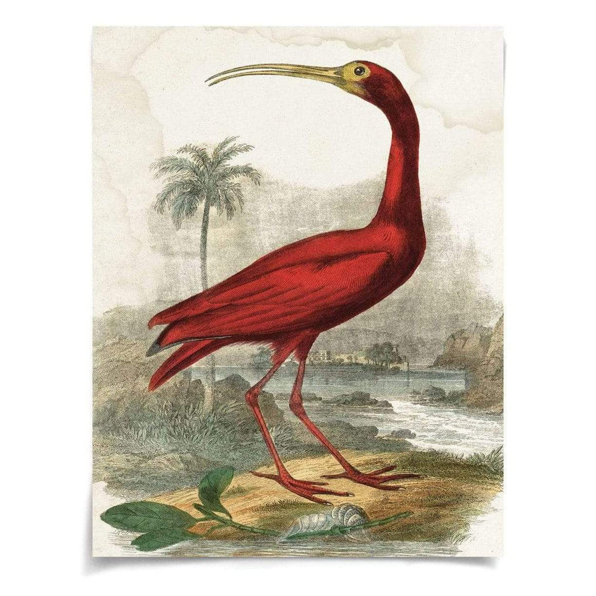 Natural Curiosities Lord Turnbull Wall natural-curiosities-lord-turnbull-unframed