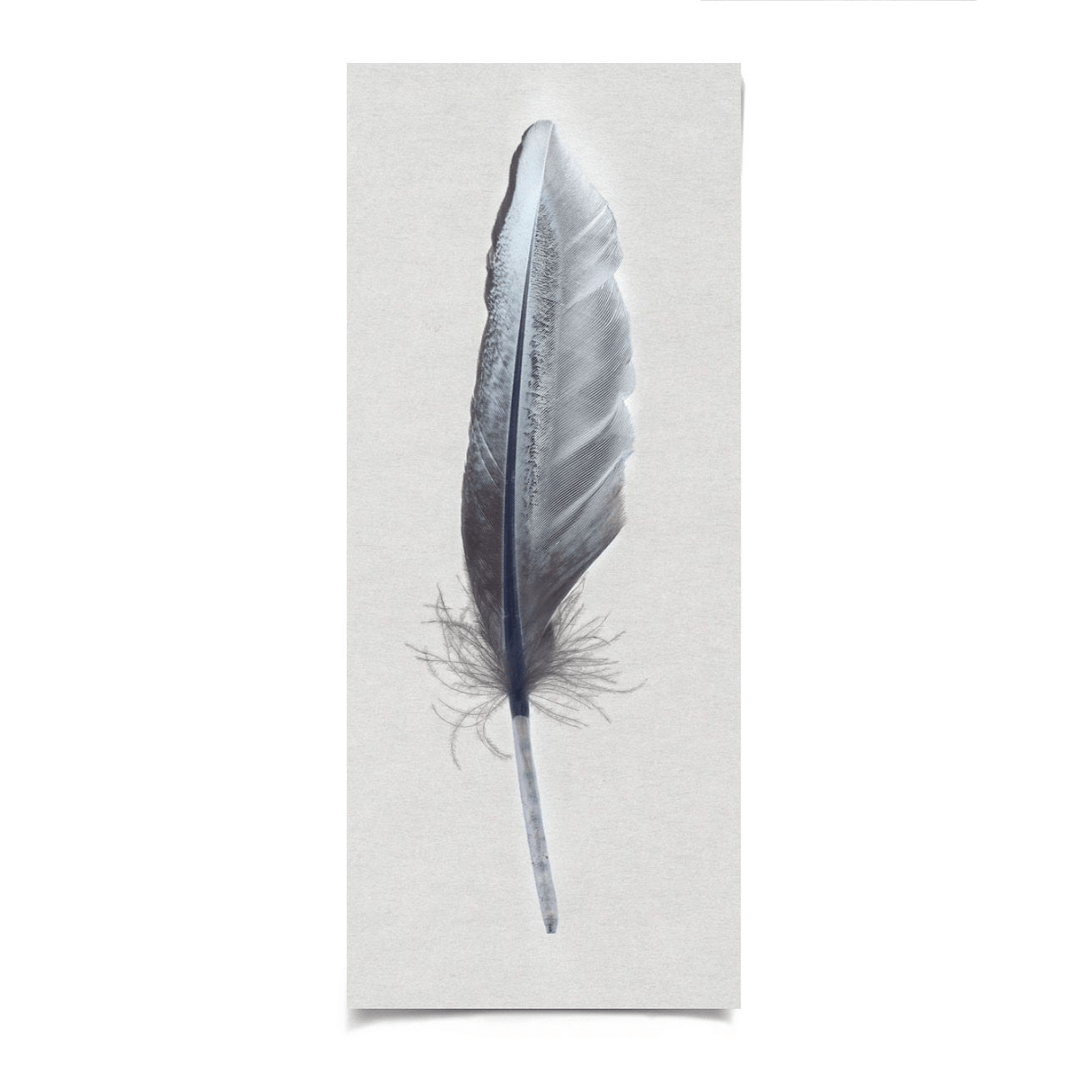 Natural Curiosities Sterling Feather - Unframed Decor Natural-Curiosities-Sterling-Feather-2-Unframed