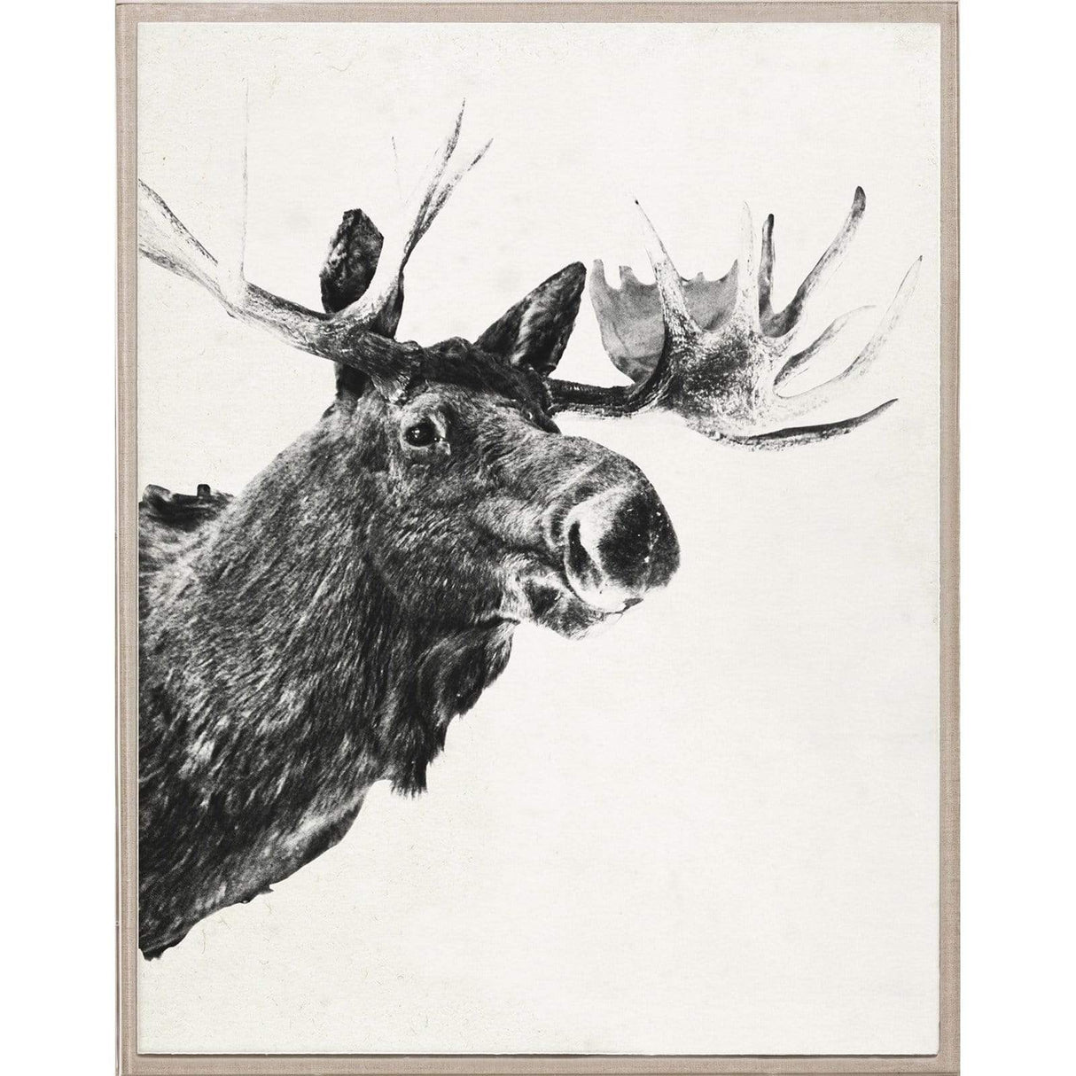 Natural Curiosities Tylinek - Unframed Decor Natural-Curiosities-TYL_MOOSE-Unframed