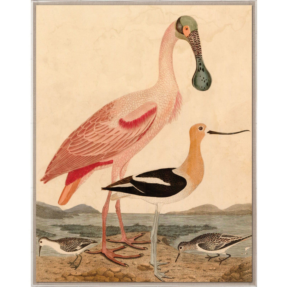 Natural Curiosities Warnicke Spoonbill Wall natural-curiosities-warnicke-spoonbill-acrylic-box