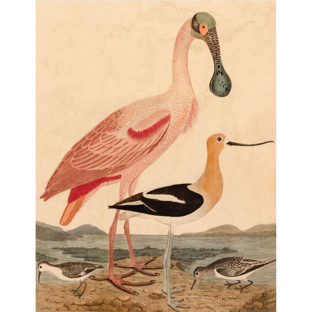 Natural Curiosities Warnicke Spoonbill Wall natural-curiosities-warnicke-spoonbill-unframedd