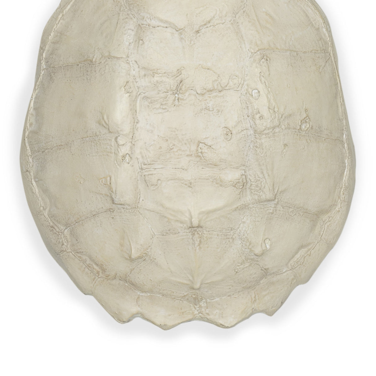 Turtle Shell Accessory - Bleached