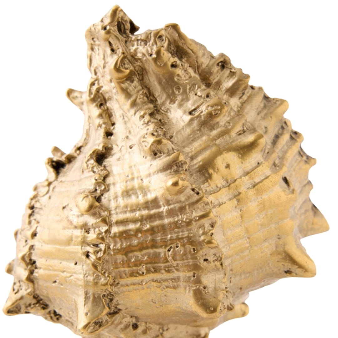 Kings Crown Shell Sculpture Sculptural Objects 883400