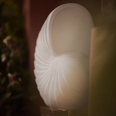 Nautilus Shell Sculptural Objects