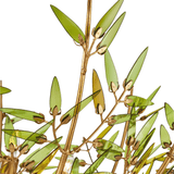 Babylon Chandelier Chandelier 9000-1308 00633306064348