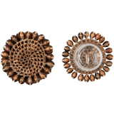 Bondi Coasters (Set of 4) Kitchen Accessory BP002535 08415971020520