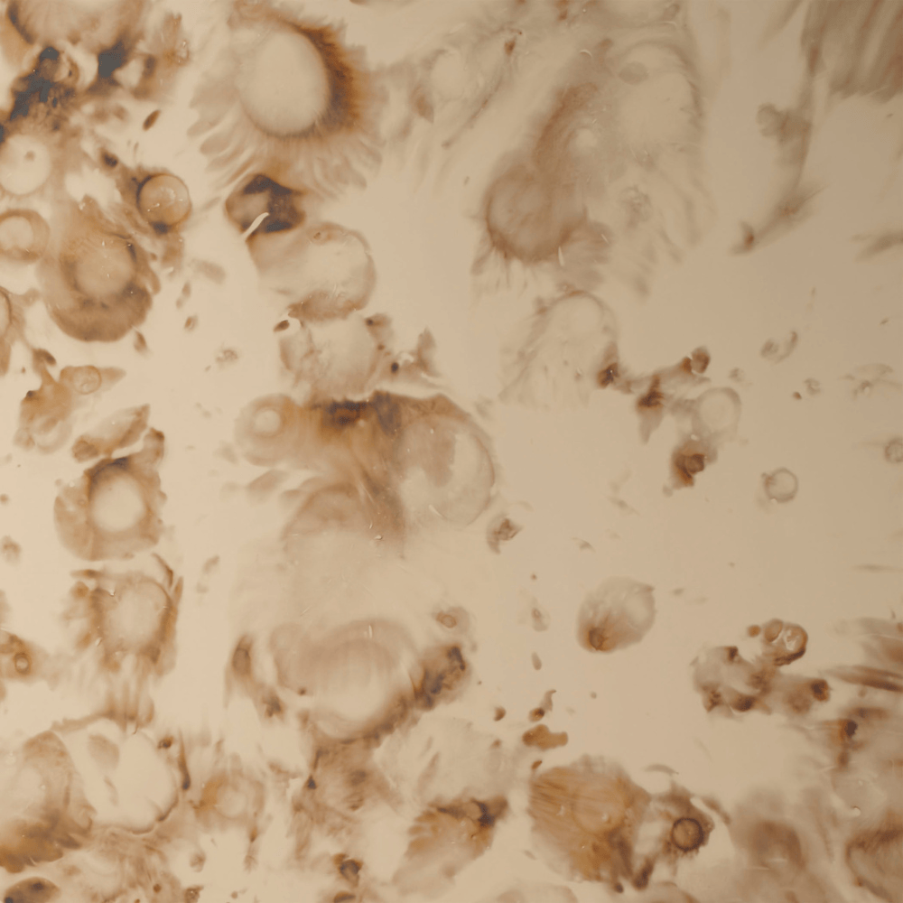 Versailles Mirror Mirrors 6VERS-MIAG 688933041644