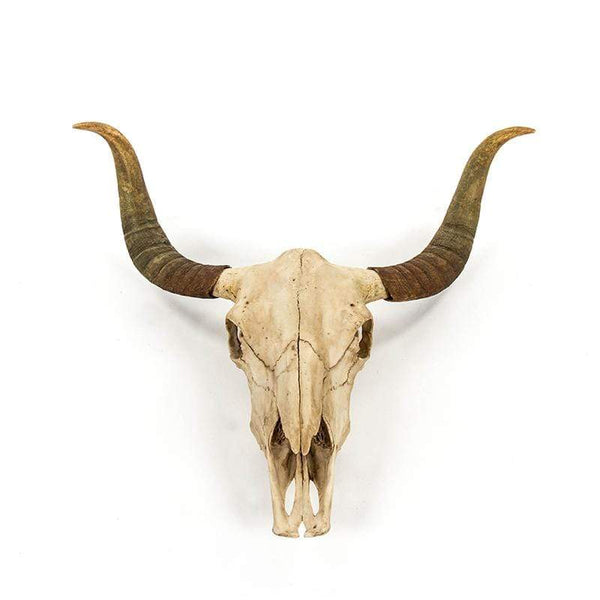 Zentique Bull Skull